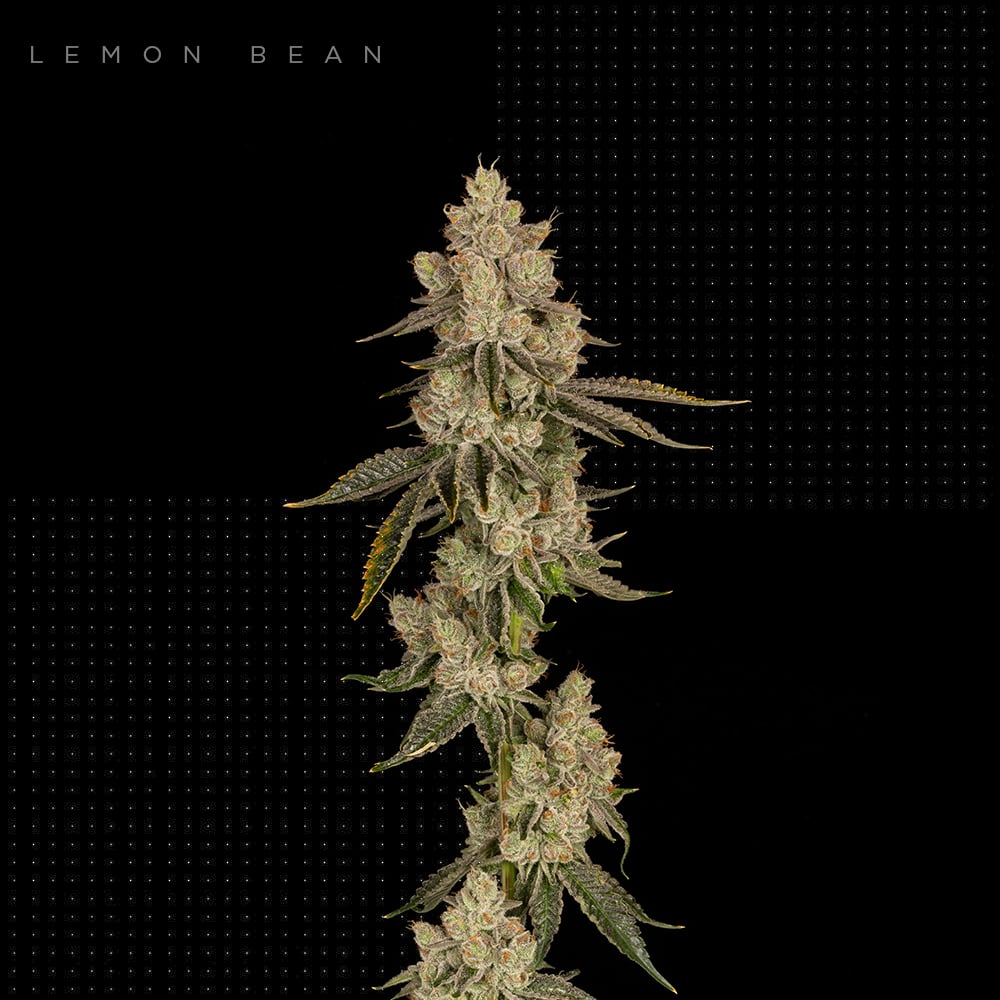 Lemon Tree Nigerian Haze